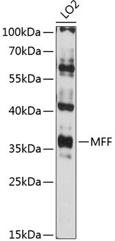 MFF Rabbit Polyclonal Antibody