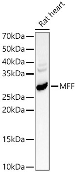 MFF Rabbit Polyclonal Antibody
