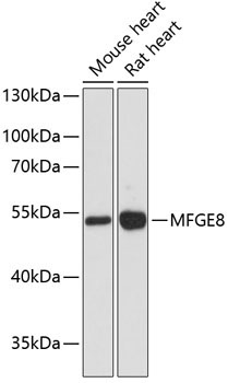 MFGE8 Rabbit Polyclonal Antibody