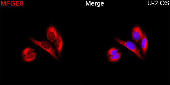 MFGE8 Rabbit Polyclonal Antibody