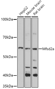 Mfsd2a Rabbit Polyclonal Antibody