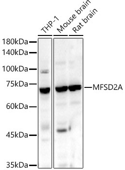 MFSD2A Rabbit Polyclonal Antibody