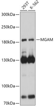 MGAM Rabbit Polyclonal Antibody