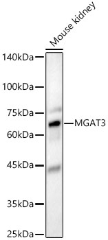 MGAT3 Rabbit Polyclonal Antibody