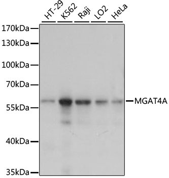 MGAT4A Rabbit Polyclonal Antibody