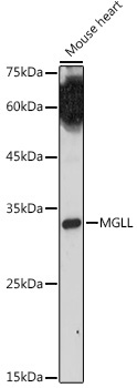 MGLL Rabbit Polyclonal Antibody - Image 2