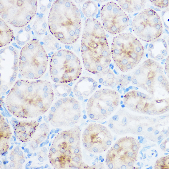 MGLL Rabbit Polyclonal Antibody - Image 3