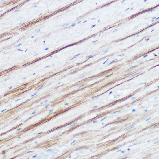 MGLL Rabbit Polyclonal Antibody - Image 4