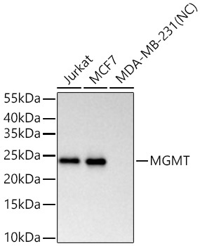 MGMT Rabbit Monoclonal Antibody