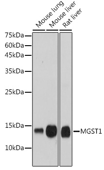 MGST1 Rabbit Monoclonal Antibody