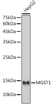 MGST1 Rabbit Monoclonal Antibody - Image 2