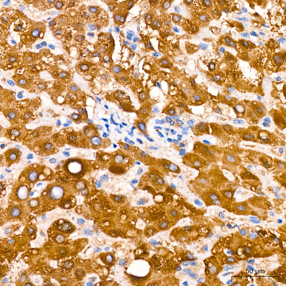 MGST1 Rabbit Monoclonal Antibody - Image 3