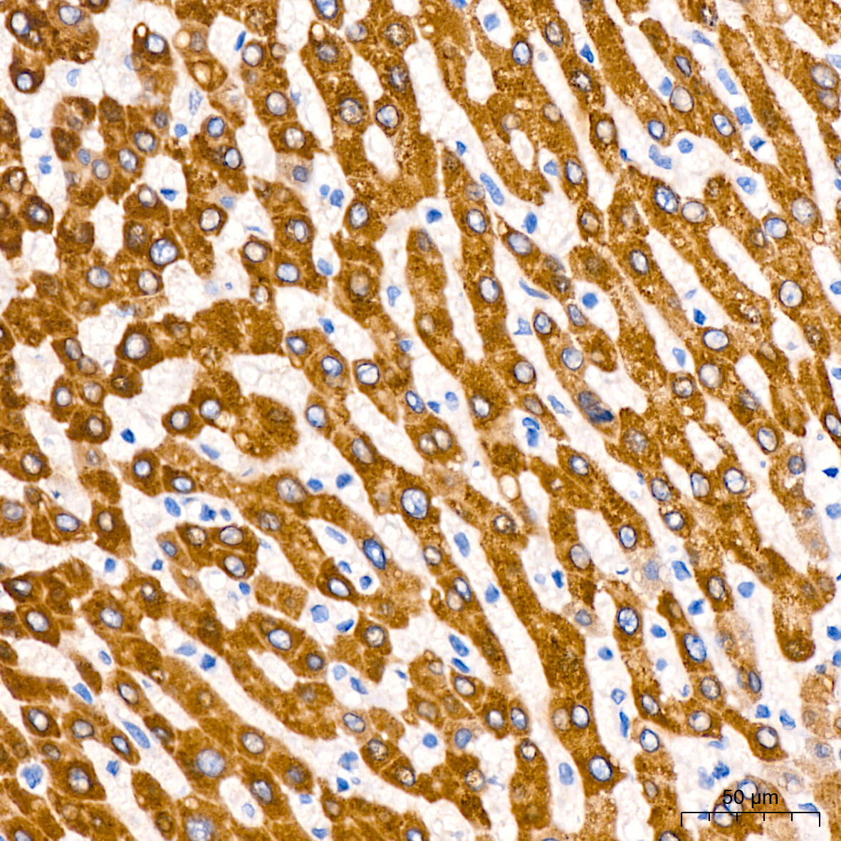 MGST1 Rabbit Monoclonal Antibody - Image 4