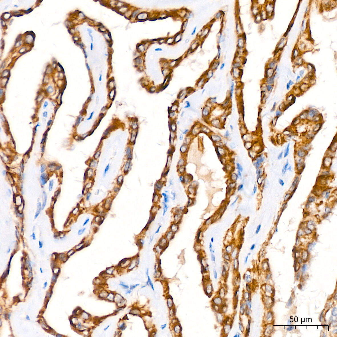 MGST1 Rabbit Monoclonal Antibody - Image 5