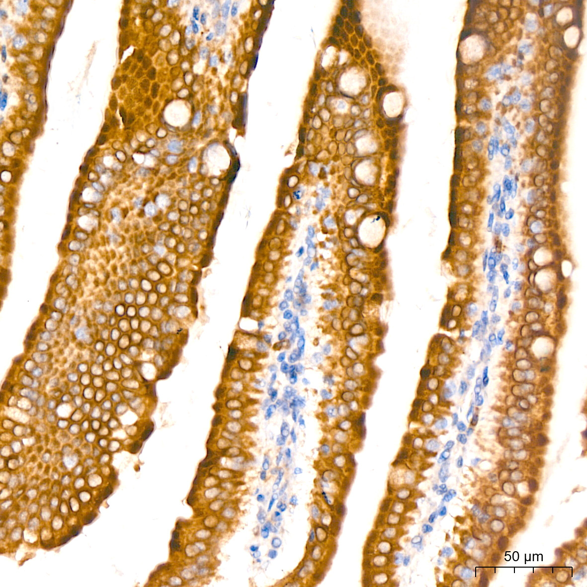 MGST1 Rabbit Monoclonal Antibody - Image 6