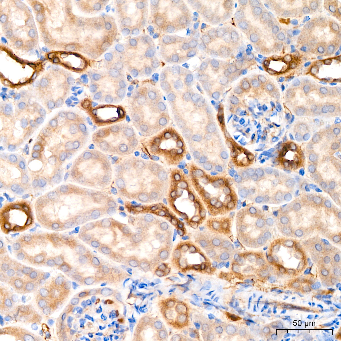 MGST1 Rabbit Monoclonal Antibody - Image 7