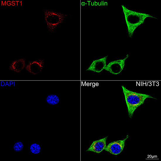 MGST1 Rabbit Monoclonal Antibody - Image 8