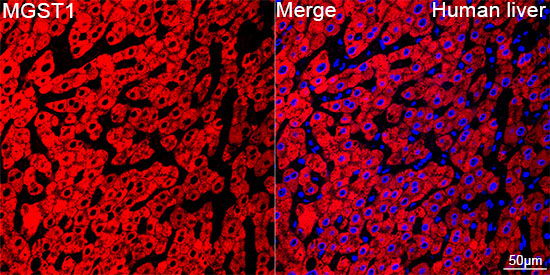 MGST1 Rabbit Monoclonal Antibody - Image 9