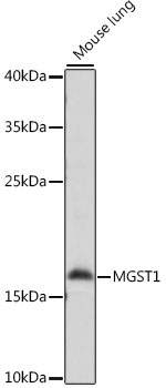 MGST1 Rabbit Polyclonal Antibody