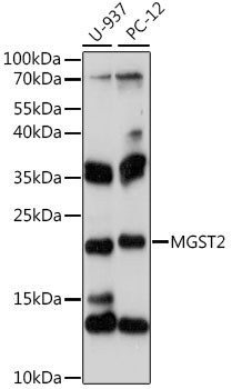 MGST2 Rabbit Polyclonal Antibody