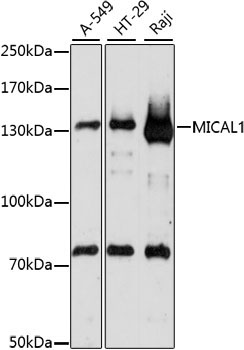MICAL1 Rabbit Polyclonal Antibody