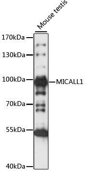 MICALL1 Rabbit Polyclonal Antibody