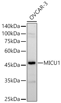 MICU1 Rabbit Polyclonal Antibody