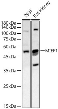 MIEF1 Rabbit Polyclonal Antibody