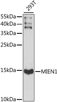 MIEN1 Rabbit Polyclonal Antibody