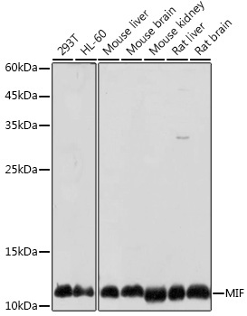 MIF Rabbit Polyclonal Antibody
