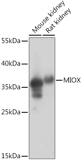 MIOX Rabbit Polyclonal Antibody