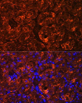 MIOX Rabbit Polyclonal Antibody - Image 2