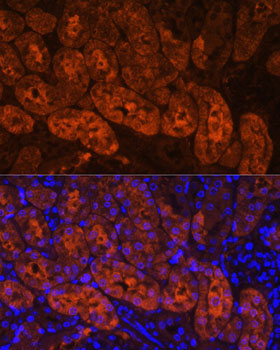 MIOX Rabbit Polyclonal Antibody - Image 3