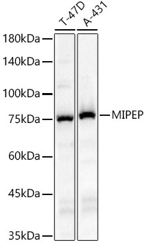 MIPEP Rabbit Polyclonal Antibody