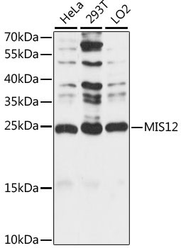 MIS12 Rabbit Polyclonal Antibody