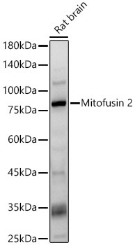 Mitofusin 2 Rabbit Polyclonal Antibody