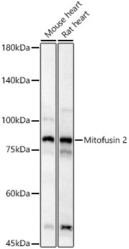 Mitofusin 2 Rabbit Polyclonal Antibody