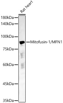 Mitofusin-1/MFN1 Rabbit Polyclonal Antibody - Image 2