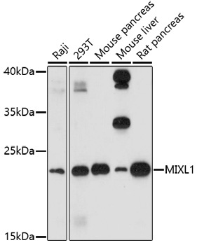 MIXL1 Rabbit Polyclonal Antibody