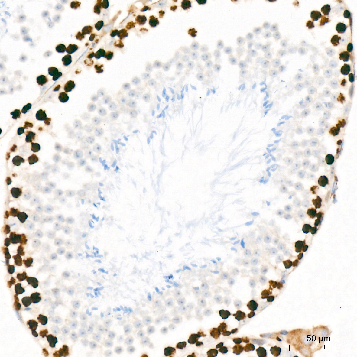 Mki67 Rabbit Polyclonal Antibody
