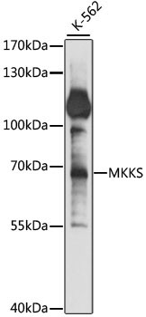 MKKS Rabbit Polyclonal Antibody