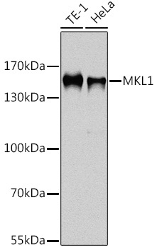 MKL1 Rabbit Polyclonal Antibody