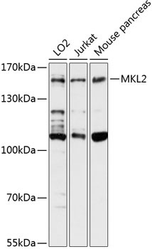 MKL2 Rabbit Polyclonal Antibody