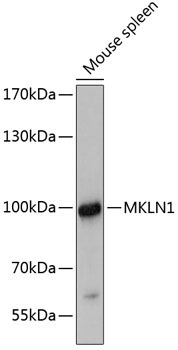 MKLN1 Rabbit Polyclonal Antibody