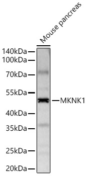 MKNK1 Rabbit Polyclonal Antibody