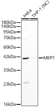 MKP1 Rabbit Polyclonal Antibody