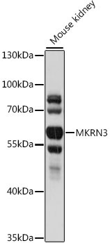 MKRN3 Rabbit Polyclonal Antibody
