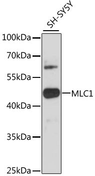 MLC1 Rabbit Polyclonal Antibody