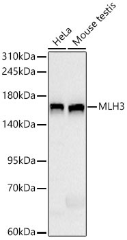 MLH3 Rabbit Monoclonal Antibody
