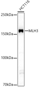 MLH3 Rabbit Polyclonal Antibody